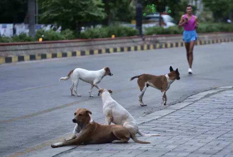 Mass Dog Killings Continue in Telangana: 200 More Strays Poisoned in Hanumakonda