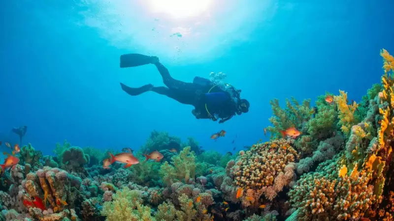 Massive 300-Year-Old Black Coral Found in New Zealand's Deep Waters