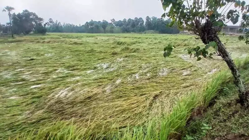 Moderate Rainfall in Trichy Delta Worries Farmers as Paddy Crops Begin to Lodge