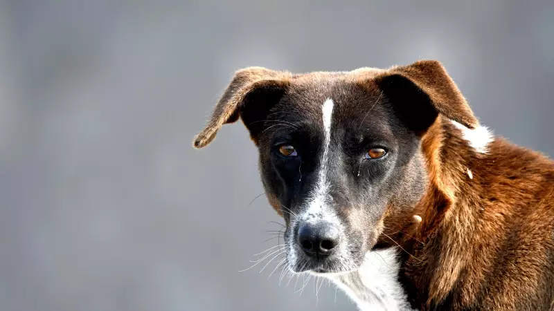 Mohali Stray Dog Crisis: SC Directives Ignored, Shelter Land Unused for 8 Years