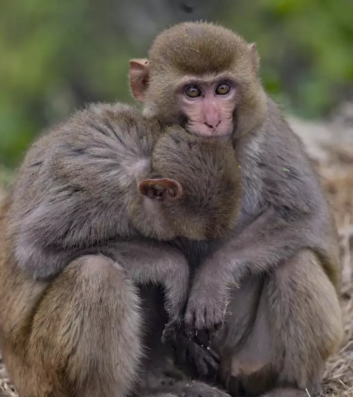 Monkey Hanged to Death in Ganjam, Forest Officials Investigate Cruelty