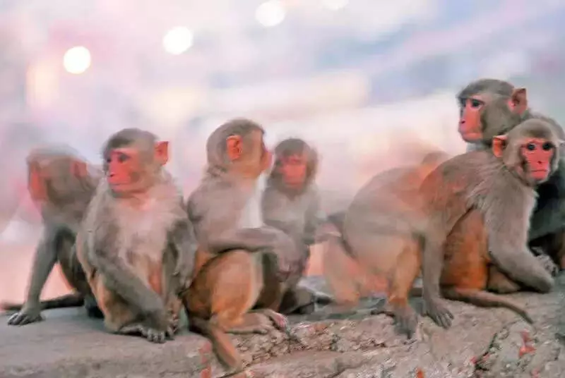 Monkey Menace Grips Jaipur: Residents Face Daily Attacks, Demand Action