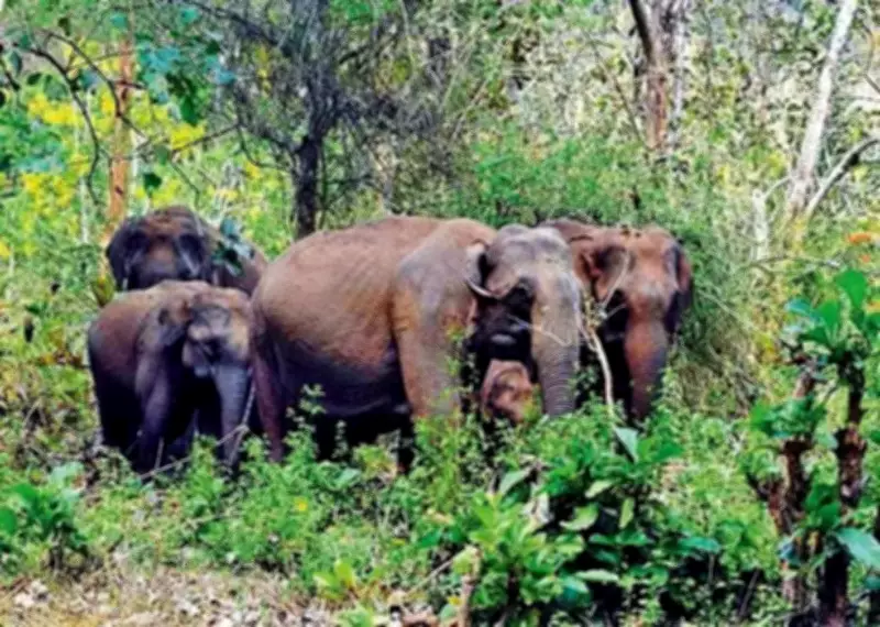 MoRTH Forms Joint Group to Study NH 766 Tunnel Road Feasibility in Kozhikode