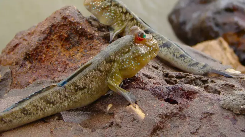 Mudskippers: The Fish That Defy Evolution by Walking on Land