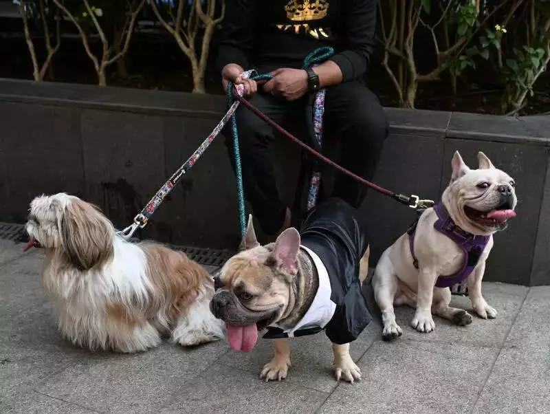 Mumbai Civic Polls: Pet Parks, Clinics Emerge as Key Election Promises