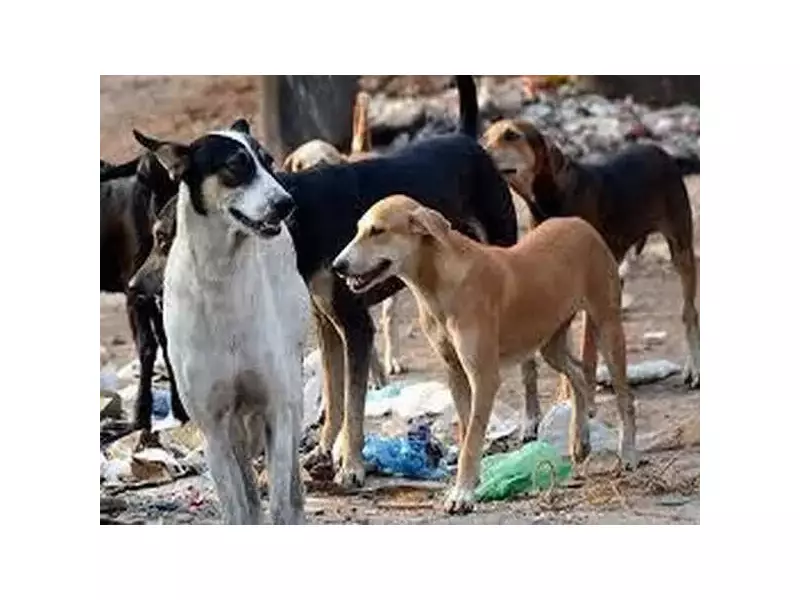 Mumbai's Jeev Sabha Proposes Humane, Science-Based Stray Dog Plan