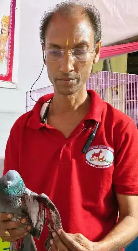 Mumbai's Makar Sankranti Kite Festival Leaves Over 600 Birds Injured