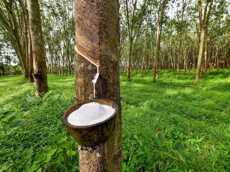 Munger University Partners with Rubber Research Institutes to Boost Rubber Farming in Bihar