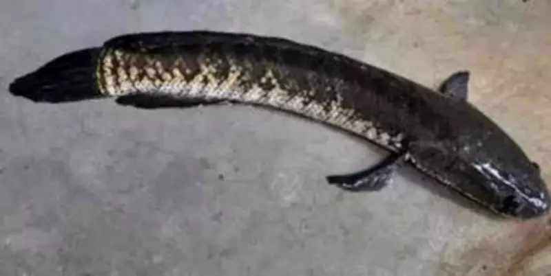 Murrel Fish Prices Plummet in Andhra Pradesh as Aquaculture Expands