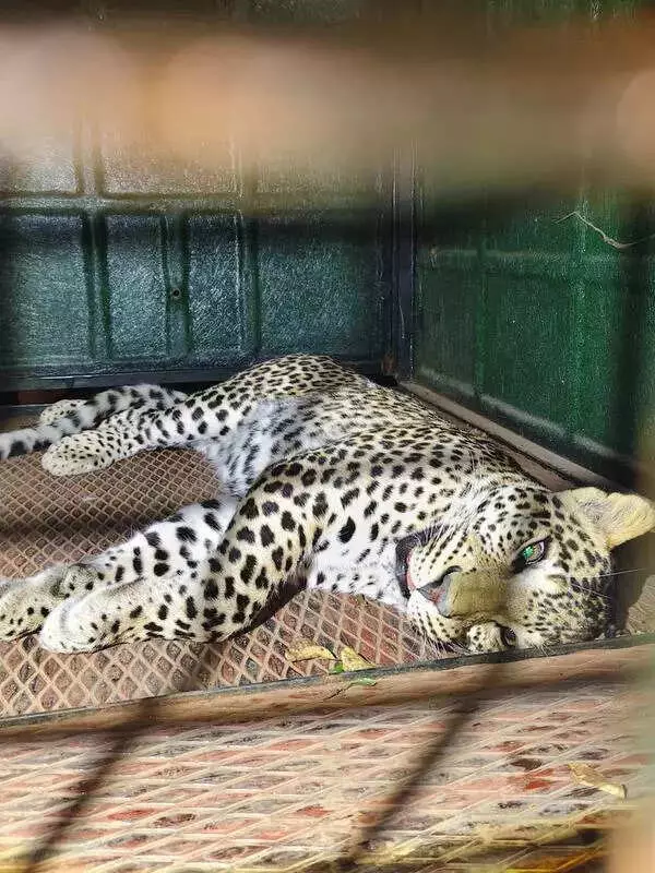 Mysuru Leopard Fate Hangs on Lab Report After Pilgrim Killing