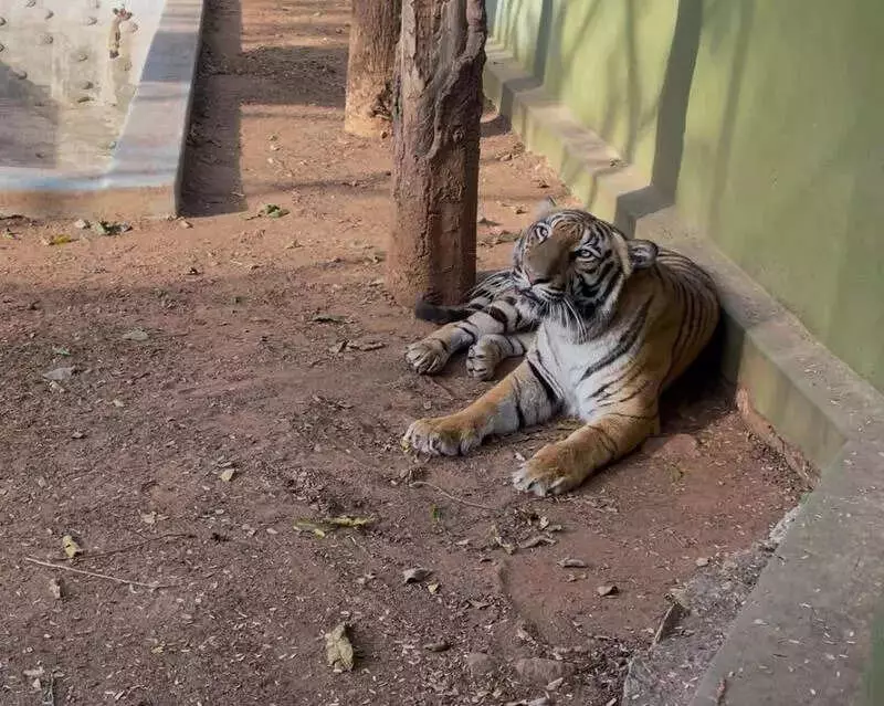 Mysuru Zoo's Young Tigress Preethi Succumbs to Illness After Treatment