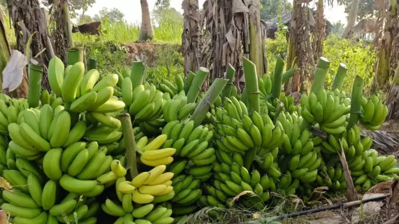 Mysuru's GI Crops Face Extinction, Get Global Export Boost