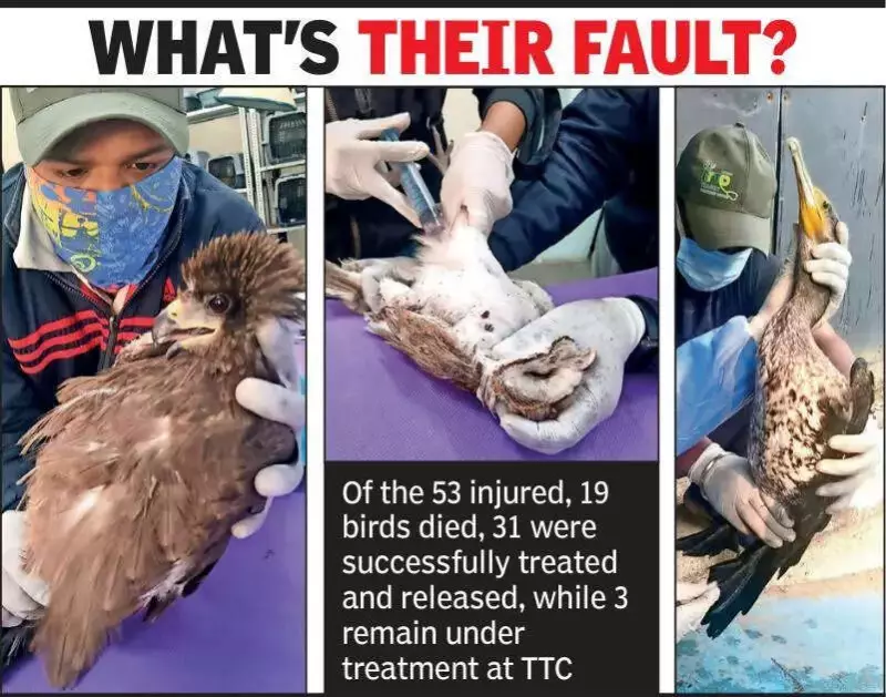 Nagpur Nylon Manja Ban Fails: 16 Injured, 53 Birds Entangled Despite HC Orders