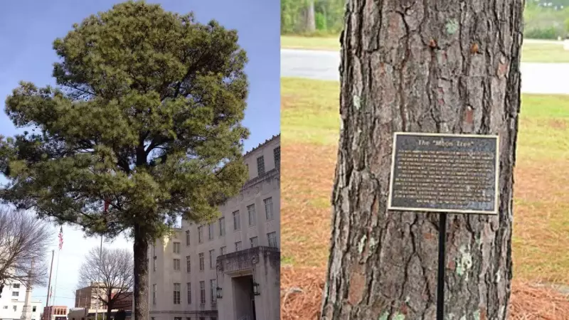 NASA's Moon Trees: The Forgotten Apollo 14 Seed Experiment That Grew Worldwide