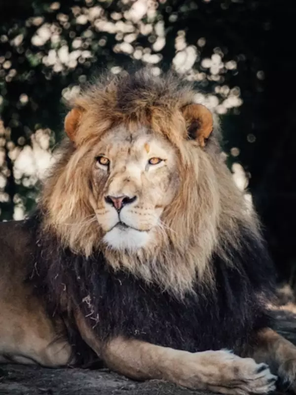 Nature's Survivors: Animals That Thrive in Extreme Weather Conditions