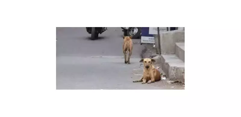 Navi Mumbai: 5 People Bitten by Stray Dogs in Neral Village, Panic Spreads