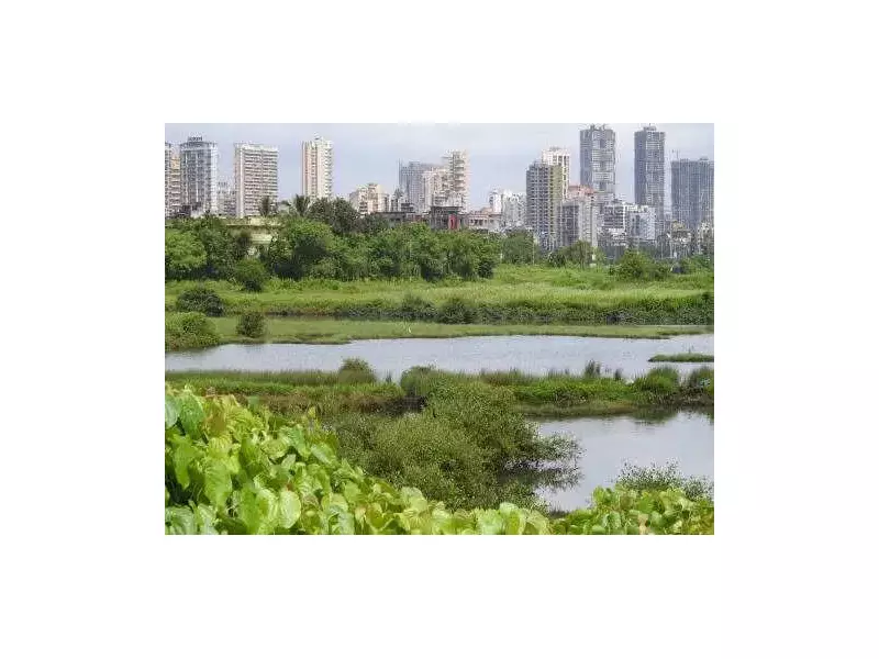 Navi Mumbai: Mountaineers & KMC Unite for Borghat Plastic Cleanup Drive