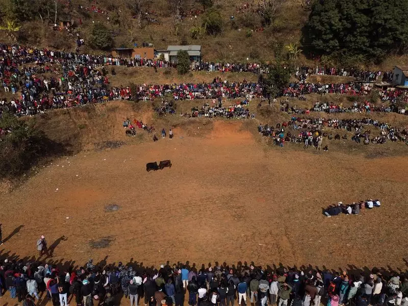 Nepali Villagers Fight to Preserve Ancient Bull Fighting Tradition