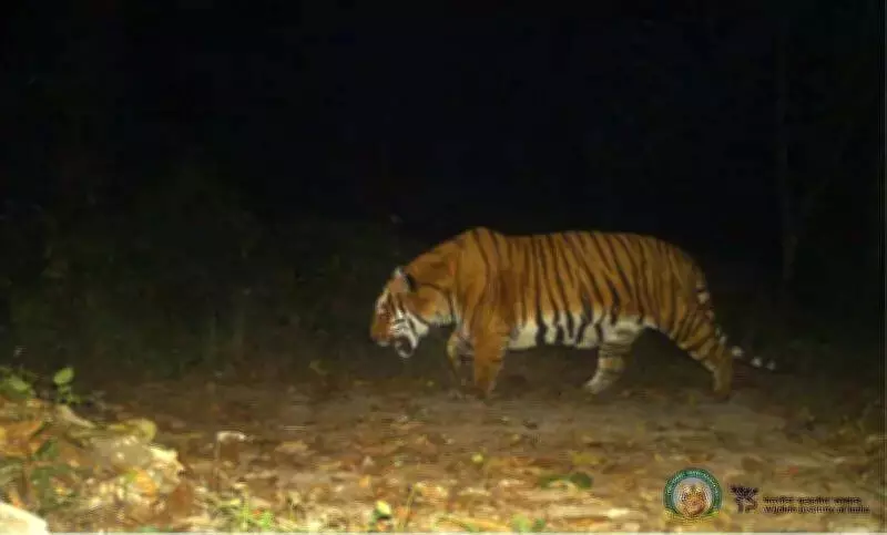New Bengal Tiger Photographed in Buxa, Could Be First-Time Visitor from Bhutan