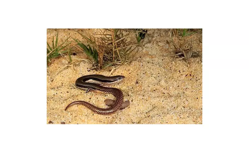 New Limb-Reduced Skink Species Discovered in Australia's Remote Gulf Region