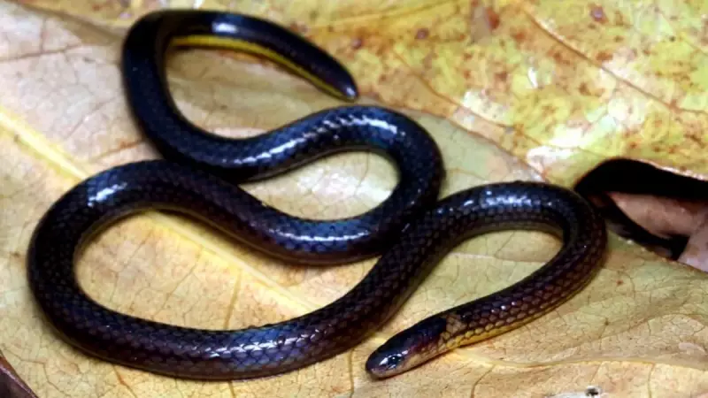 New Snake Species Discovered in Mizoram: A Nocturnal, Underground Dweller