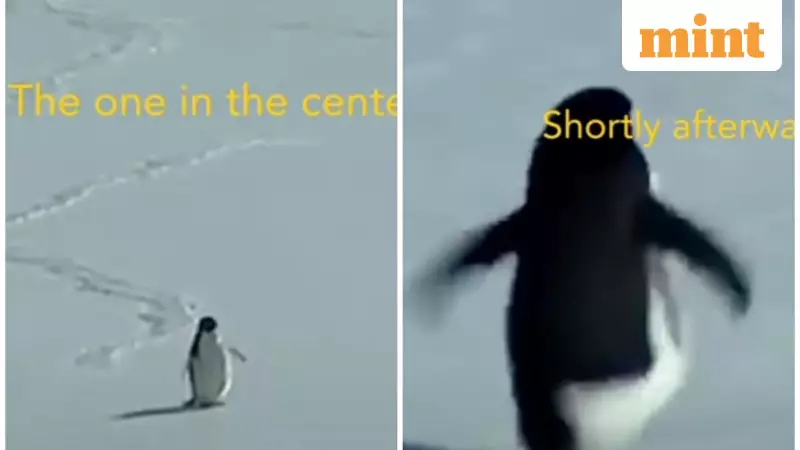 Nihilist Penguin: 20-Year-Old Antarctic Clip Becomes Viral Symbol of Modern Exhaustion