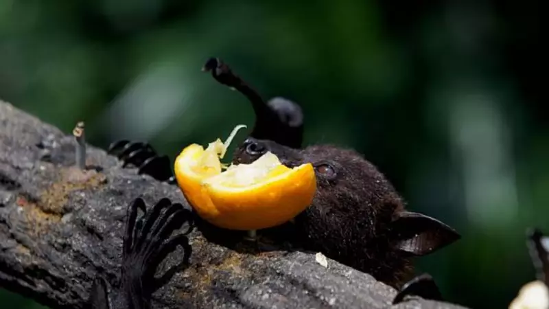 Nipah Virus Cases Emerge in West Bengal, One Patient Critical