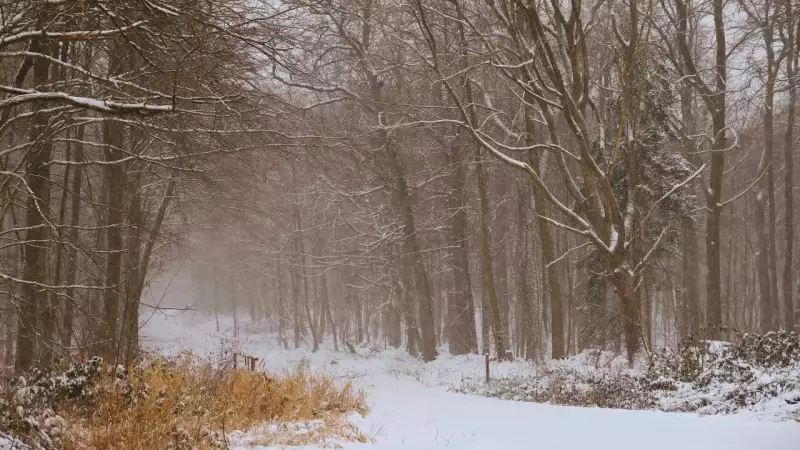 North India Braces for Active Weather Spell with Rain, Snow, and Fog from Jan 20