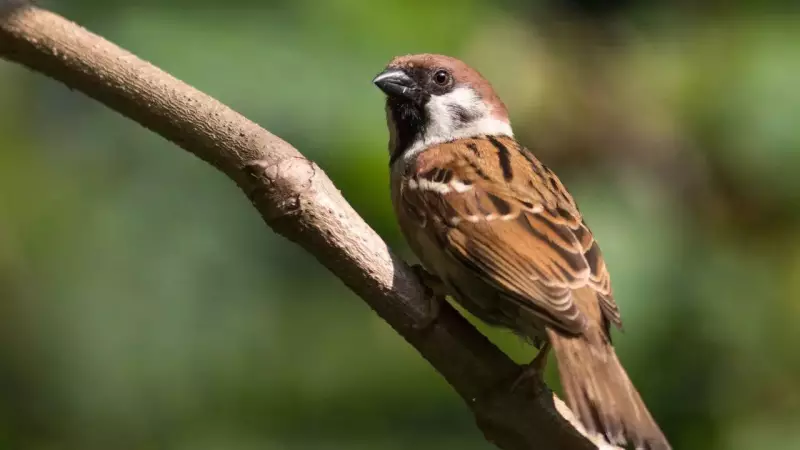 Norwegian Scientists Use Sparrows to Unlock Secrets of Animal Adaptation