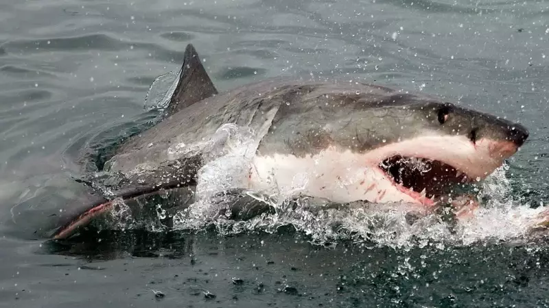 Ocean Acidification Weakens Shark Teeth, Threatening Apex Predators