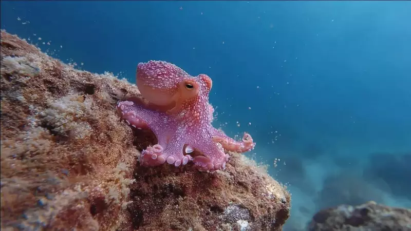 Octopus Intelligence: The Underwater Problem-Solver Rivaling Land Animals