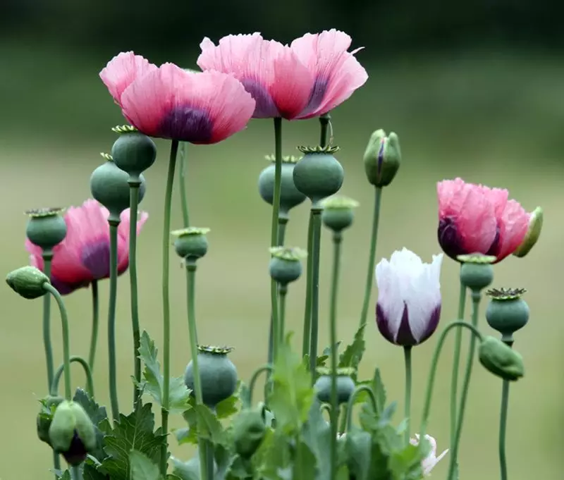 Odisha Police Destroy Poppy Plants Valued at Rs 1.91 Crore in Major Operation