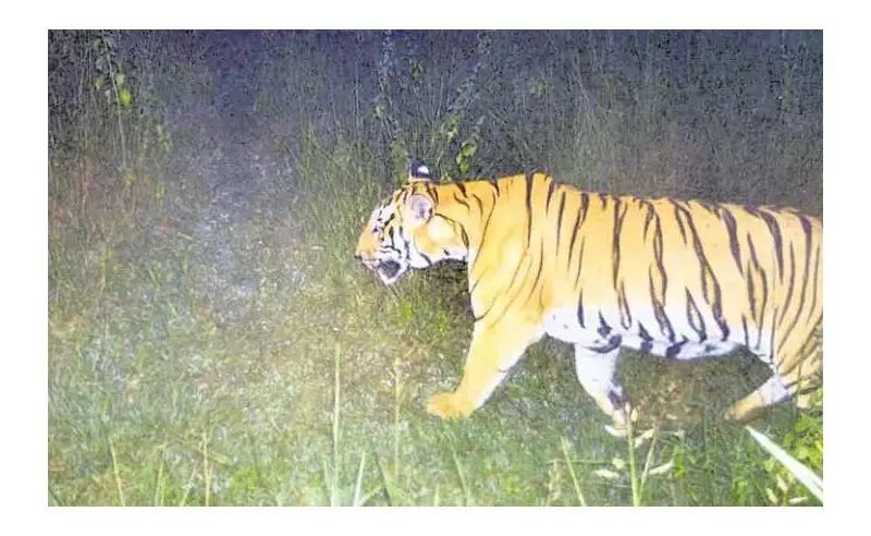 Odisha Prepares to Welcome Tigers to Debrigarh Sanctuary in Major Translocation Push