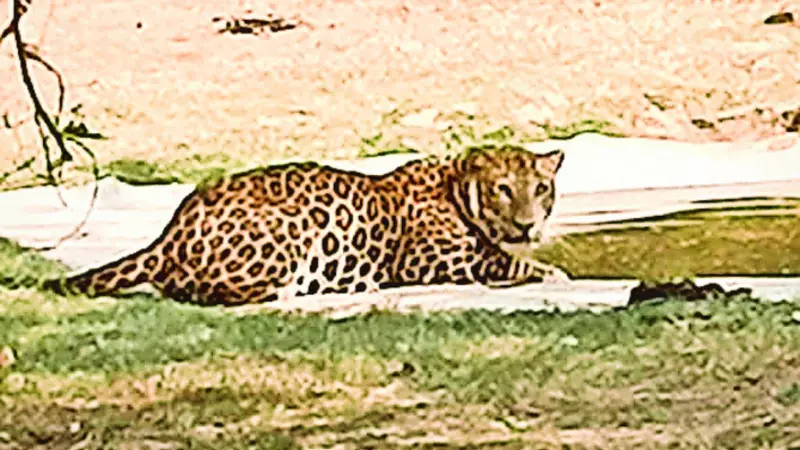 Odisha Youth Survives Leopard Attack by Stabbing Animal with Kitchen Knife