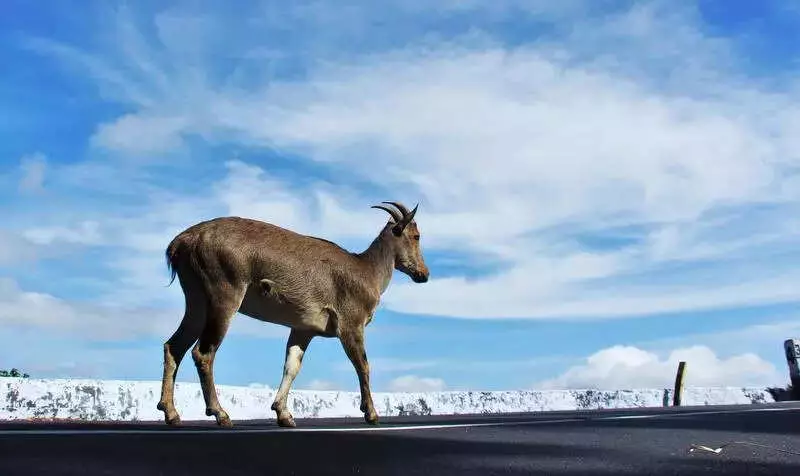 Ooty Ropeway Feasibility Study to Boost Tourism and Eco-Transit