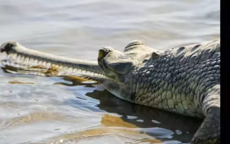 Over 3,000 Gharials Recorded in Ganga Basin Survey, Revealing Uneven Recovery