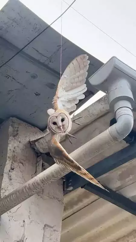 Owl Rescued from Deadly Manja in Valsad, Highlighting Festival Threat to Birds