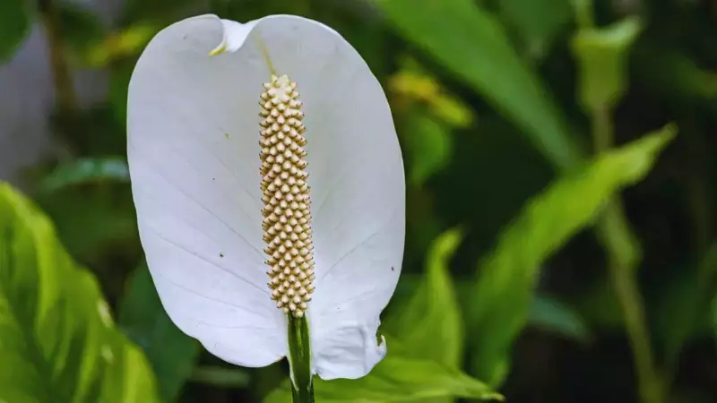 Peace Lily Care Guide: Grow This Elegant Air-Purifying Plant at Home