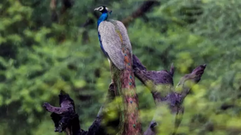 Peacock Fatally Attacked by Dogs in Mirzapur, Uttar Pradesh