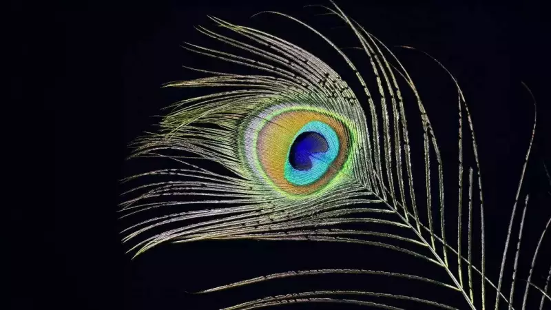 Peacock Feather Power: Dates to Carry for Luck, Protection & Intelligence