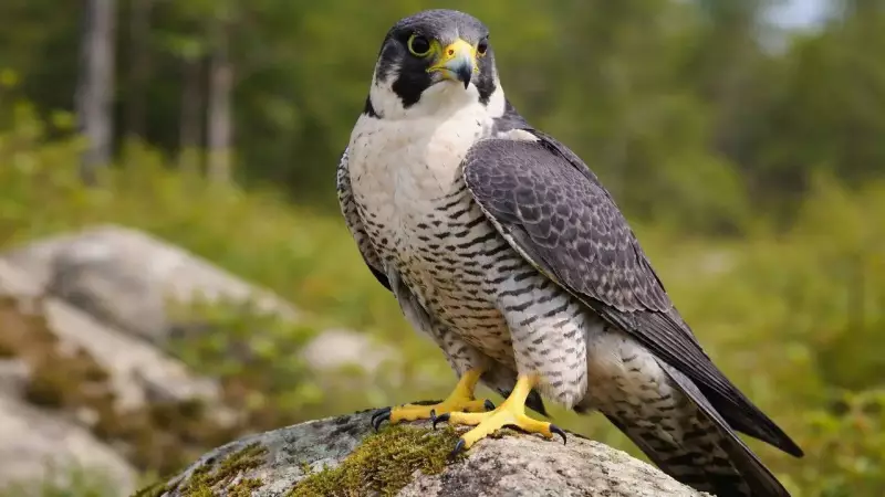 Peregrine Falcon: Nature's Ultimate Speed Hunter and Urban Survivor