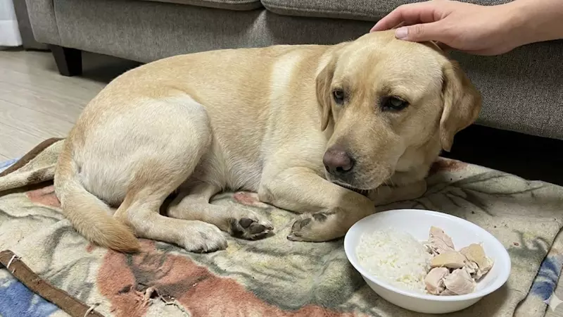 Pet Behaviour Linked to Gut Health: How Digestive Imbalance Affects Mood and Aggression