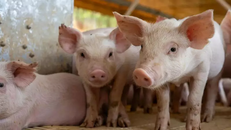 Pig Intelligence Revealed: As Smart as Dogs and Preschoolers