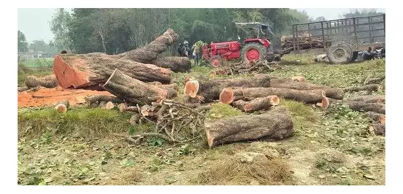Pilibhit Official Seeks Probe Into Illegal Felling of 5,500 Trees in UP Village