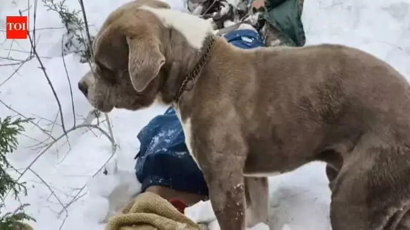 Pitbull's Four-Day Snow Vigil: Jonu Guards Deceased Boys in Chamba Tragedy