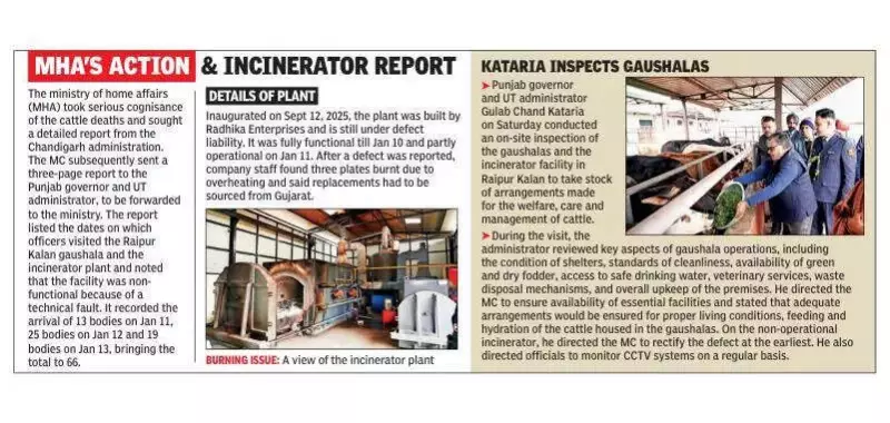 Plastic and Pneumonia Killed Cattle at Chandigarh Incinerator Plant, Postmortem Reveals