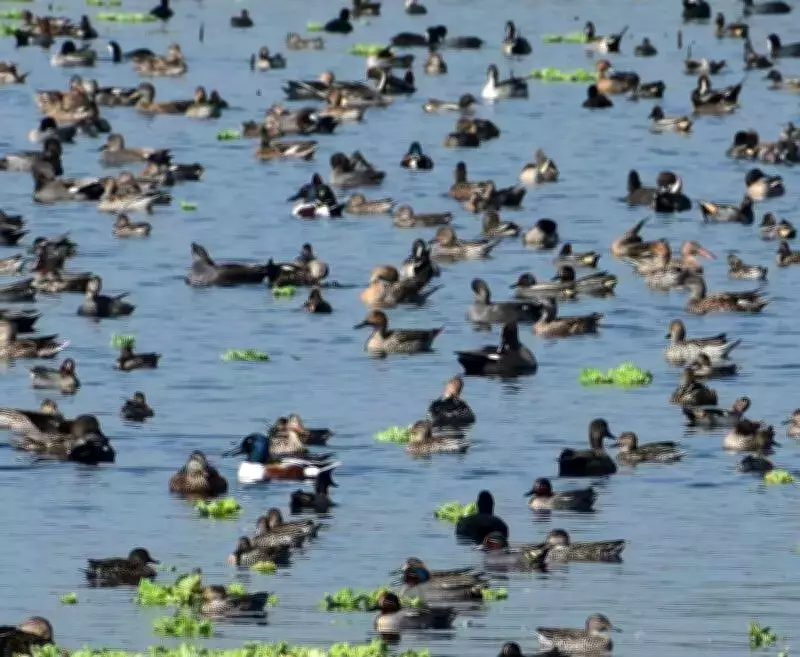 PM Modi Announces Patna Bird Sanctuary, Chhari-Dhand as New Ramsar Sites