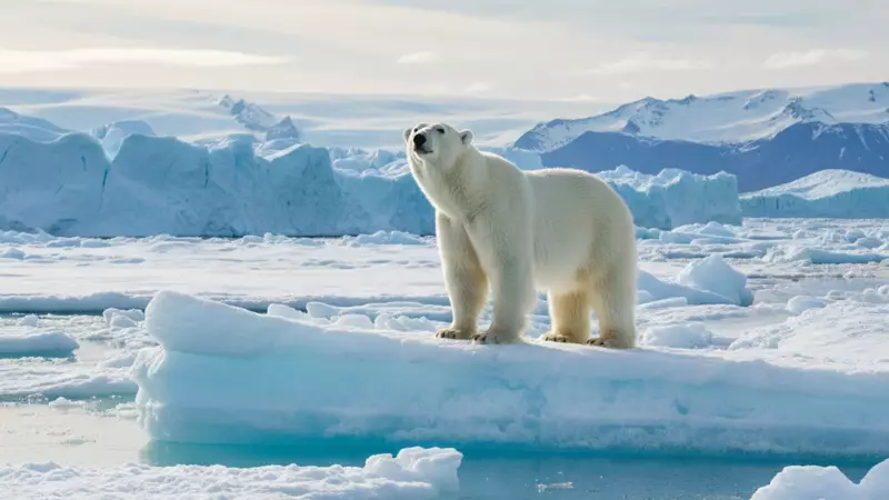 Polar Bear Fur Isn't White: Surprising Facts About Arctic Giants