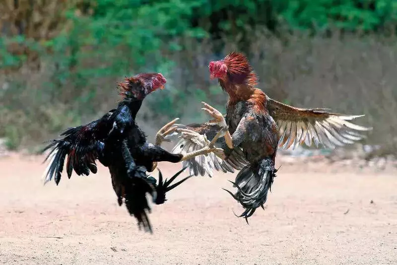 Police Crack Down on Illegal Cockfights in Trichy and Karur, Arrest 11