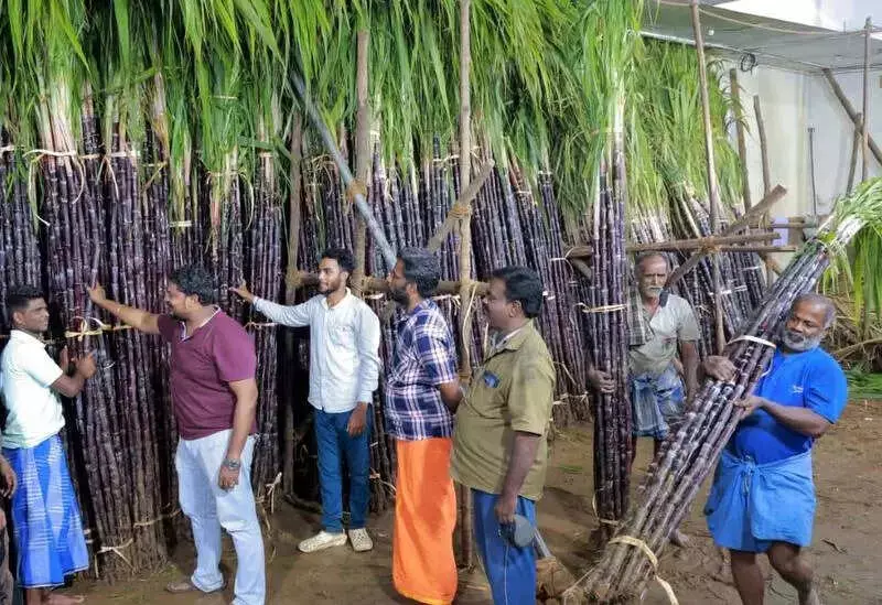 Pongal Shock: Jasmine Prices Soar to Record Rs 14,000/kg in Madurai Market